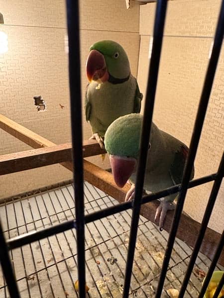 row parrot 100% breader pair for sale 7