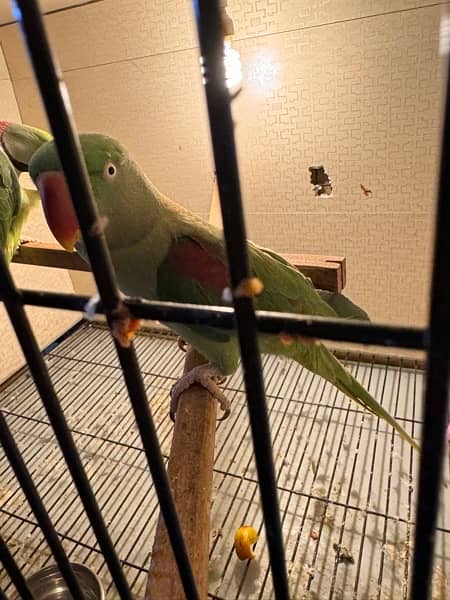 row parrot 100% breader pair for sale 8