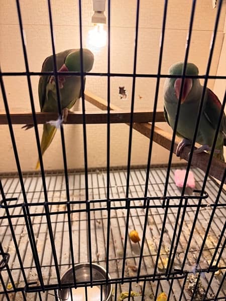 row parrot 100% breader pair for sale 9