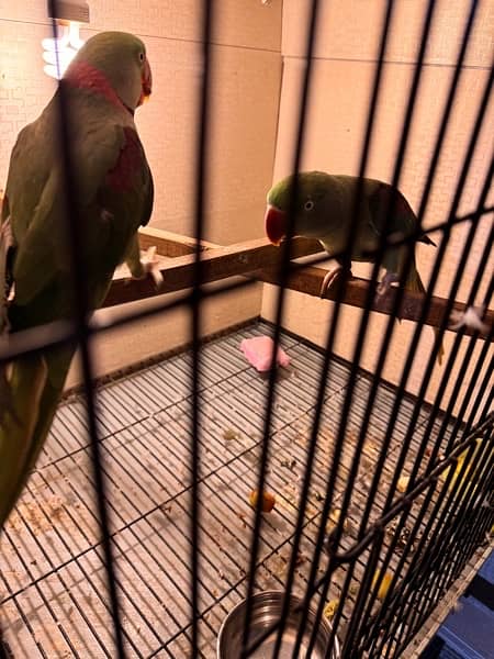 row parrot 100% breader pair for sale 10