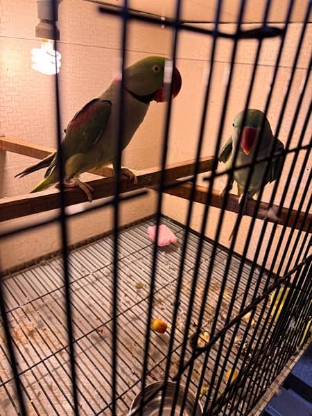 row parrot 100% breader pair for sale 11