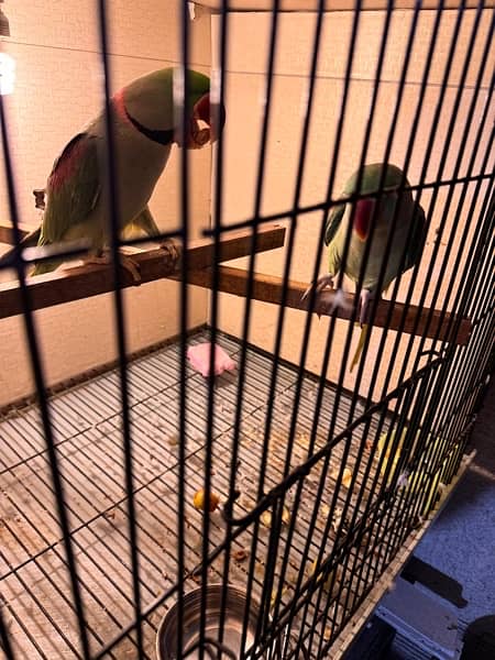 row parrot 100% breader pair for sale 12