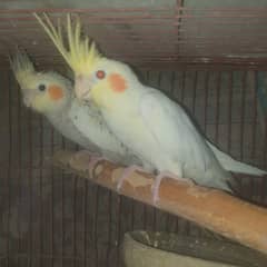 Perl pied and lotino breader paired Cockatiel