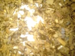 Corn silage/corn silage in Pakistan/corn silage for sale