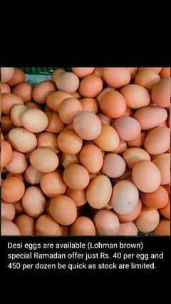 Desi Organic Eggs