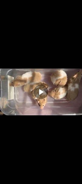 hamsters babies for sale 1