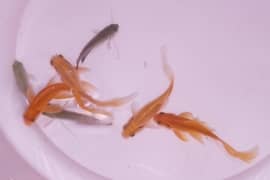 3 Goldfishes and 2 gourami for urgent sale