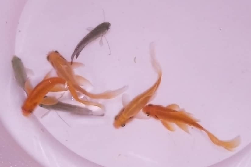 3 Goldfishes and 2 gourami for urgent sale 0