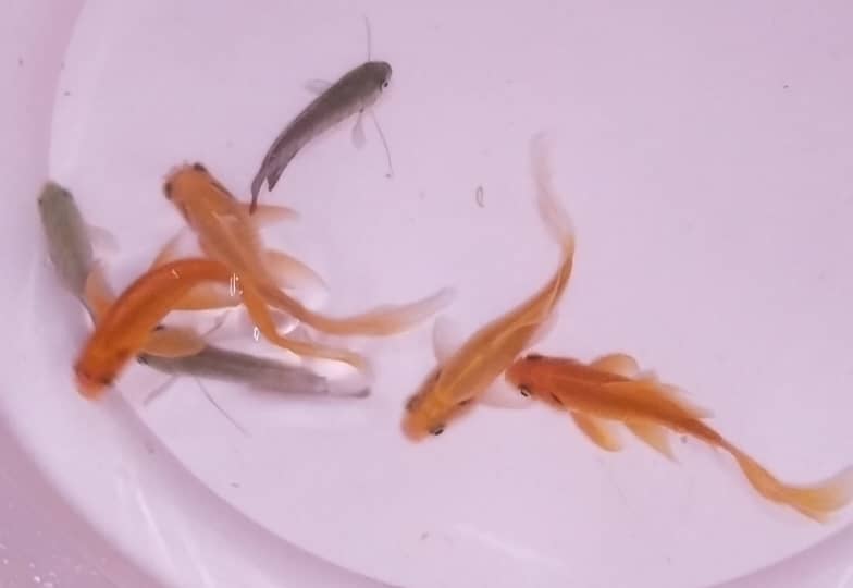 3 Goldfishes and 2 gourami for urgent sale 1