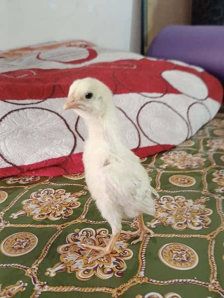 5 Aseel Chicks Available 0