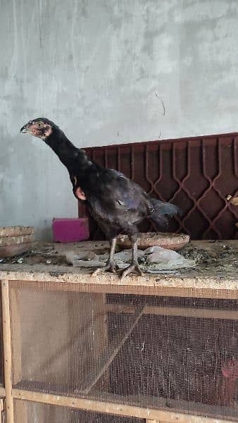 Aseel home made breed for sale 12