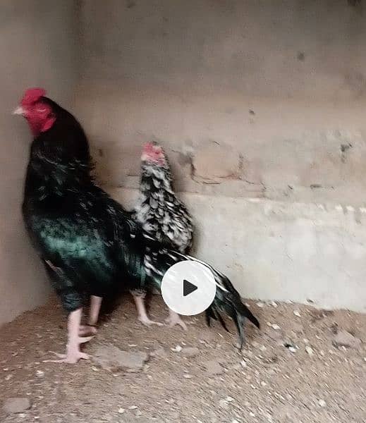 aseel eggs and chicks and breeder for sale 5