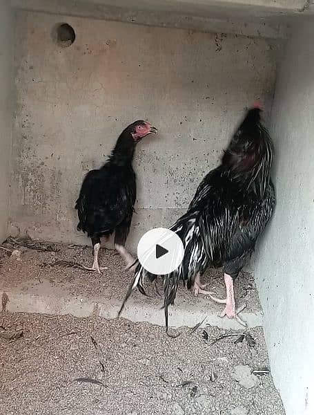 aseel eggs and chicks and breeder for sale 7