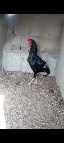 aseel eggs and chicks and breeder for sale 9