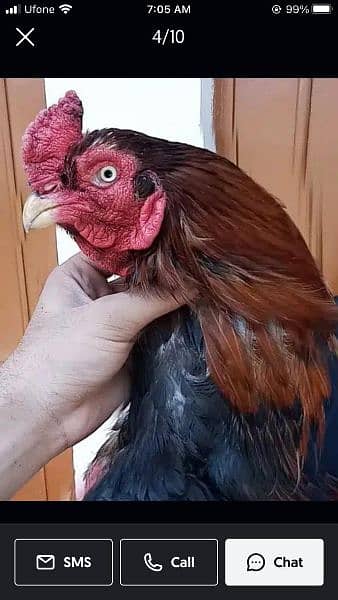 aseel eggs and chicks and breeder for sale 11