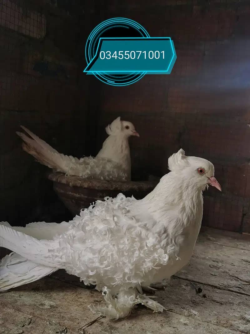 Different type of fancy pigeons All Imported bloodline 3