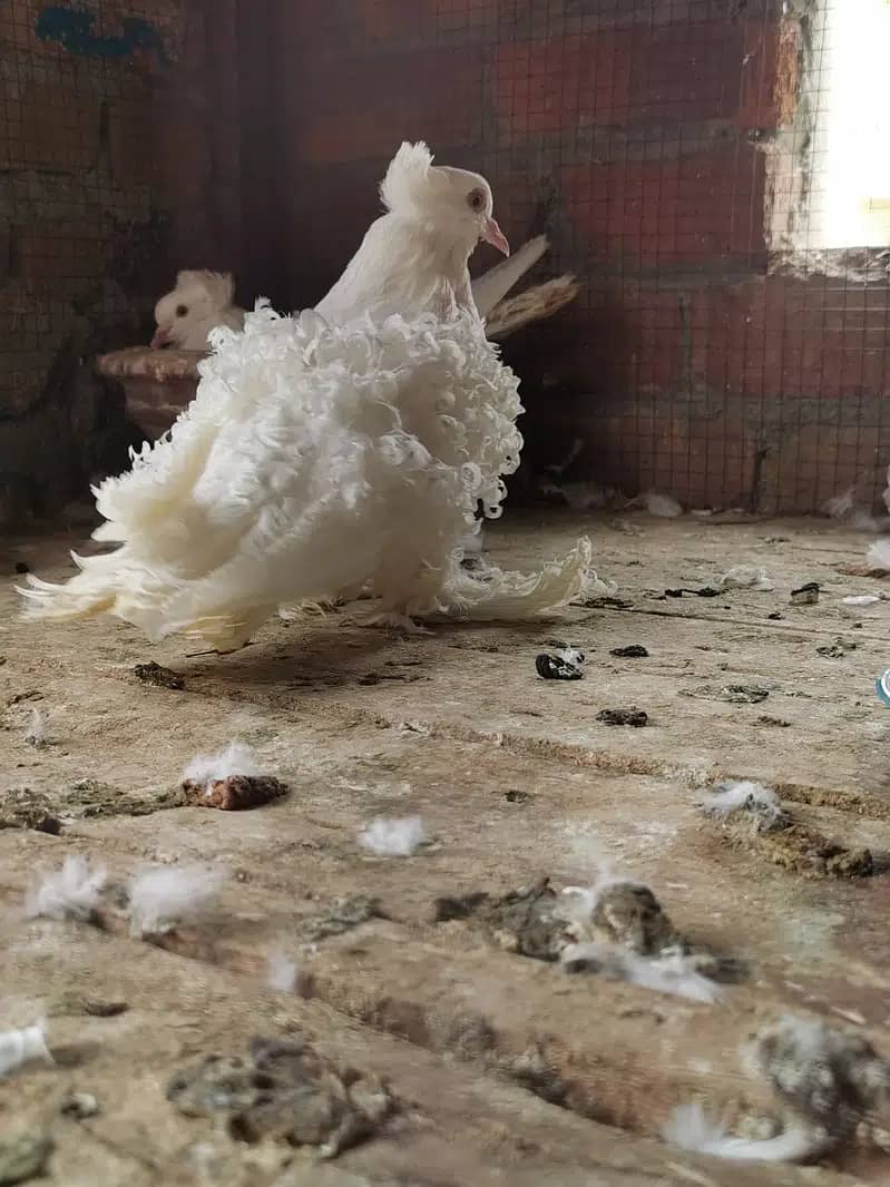 Different type of fancy pigeons All Imported bloodline 4