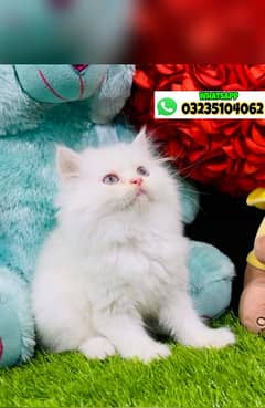 white triple long coated persian kitten | semi punch face| Persian cat