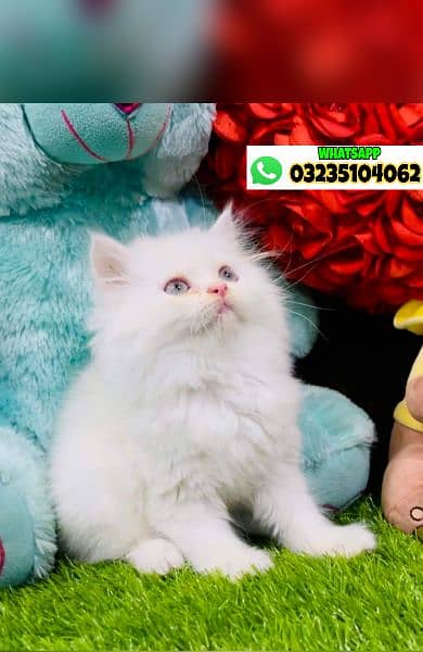 odd eyes White persian kitten triple long coat|punch face| Persian cat 5