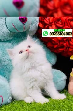 White persian kitten triple long coated | semi punch face| Persian cat