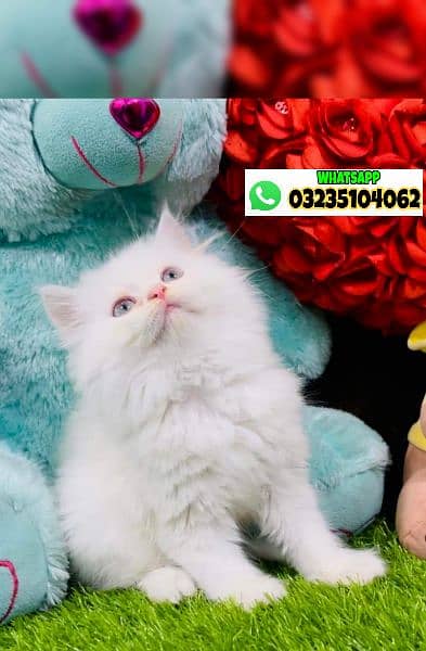 odd eyes White persian kitten triple long coat|punch face| Persian cat 4