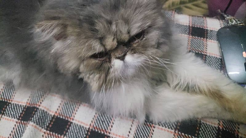 Persian Male cat 3