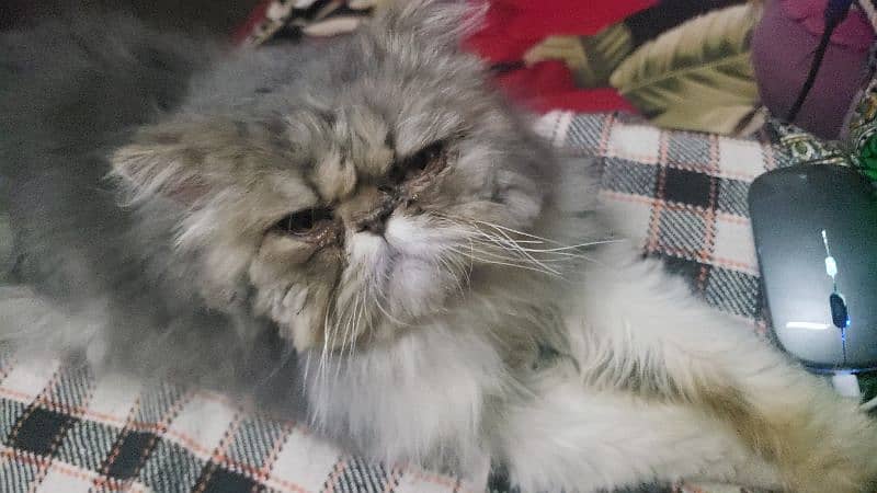 Persian Male cat 9