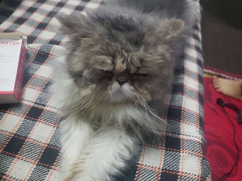 Persian Male cat 6