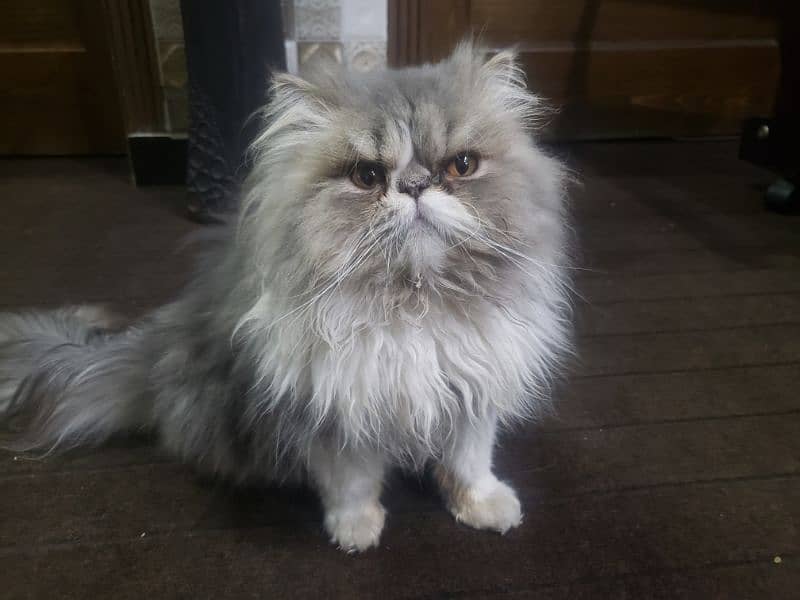 Persian Male cat 11