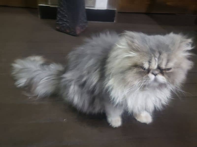 Persian Male cat 12