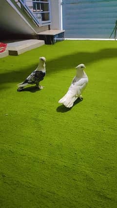 Pigeons Pair For Sale German Tie And Setanate