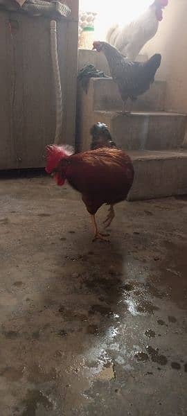 Pure Desi Rooster for sale 2