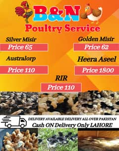 Golden Misir | silver Misir | shamo cross /boiler chiks available
