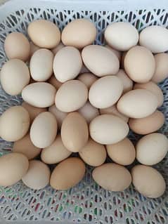 Desi Golden Misri Fancy Mix eggs 0