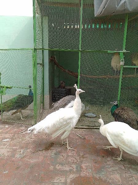Peacock Adults & Chick Available 1