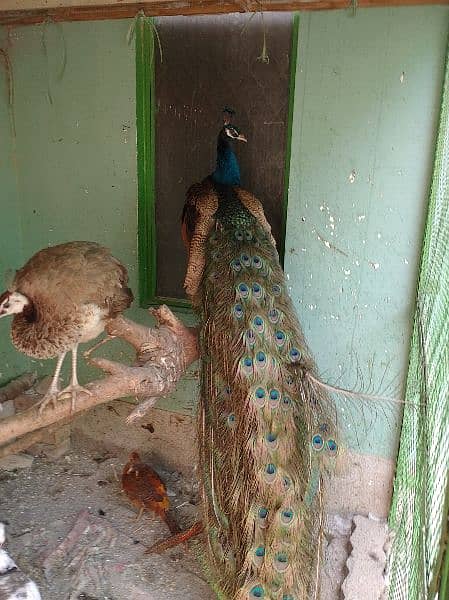 Peacock Adults & Chick Available 4