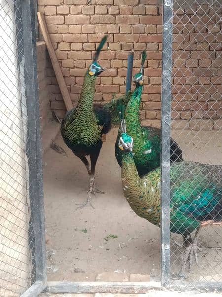Peacock Adults & Chick Available 6