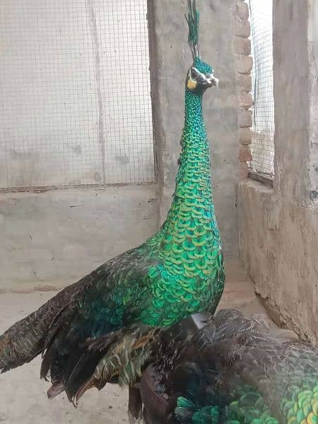 Peacock Adults & Chick Available 8