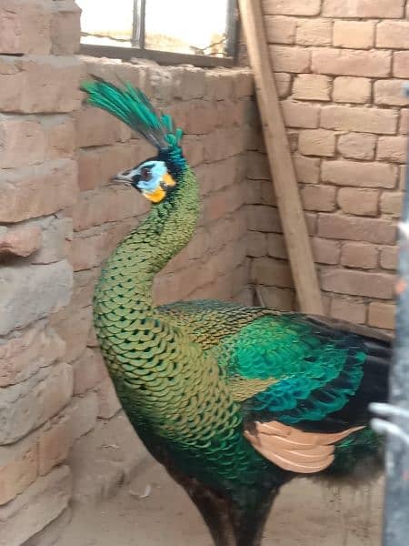 Peacock Adults & Chick Available 9