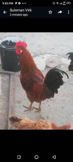 Dasi Rooster 0