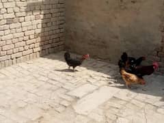 5 Egg laying hens 1 Murgha for sale
