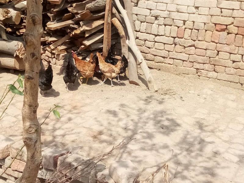 5 Egg laying hens 1 Murgha for sale 2