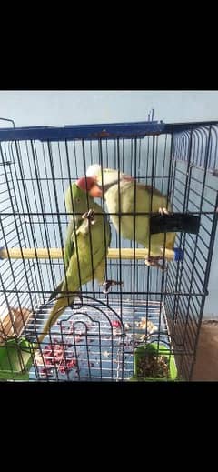 Raw- Pahari Parrot Pair Jumbo Size, tamed + Talking