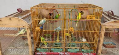 Budgie pairs with new metal and wooden cages, complete setup 0