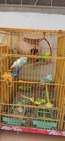 Budgie pairs with new metal and wooden cages, complete setup 1