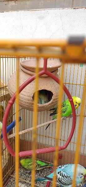 Budgie pairs with new metal and wooden cages, complete setup 2