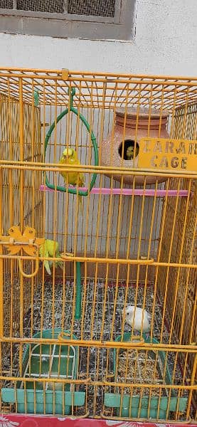 Budgie pairs with new metal and wooden cages, complete setup 3