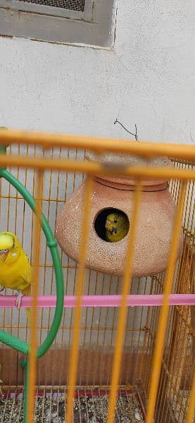 Budgie pairs with new metal and wooden cages, complete setup 4