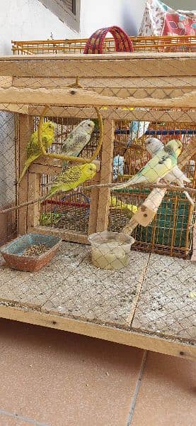 Budgie pairs with new metal and wooden cages, complete setup 5