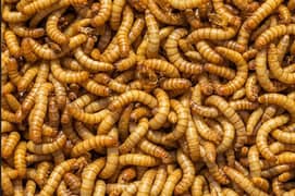 Best Quality Mealworms